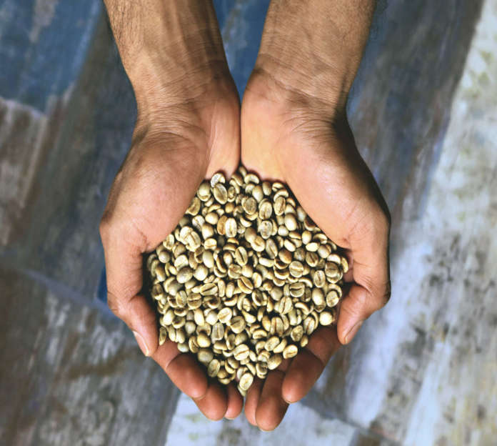 chicchi di caffè da tostare per il Blend 100% Arabica illy