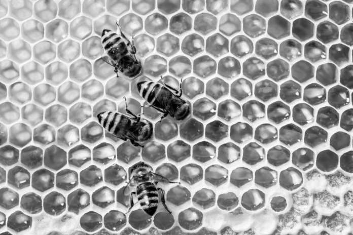 Bees on honeycomb.