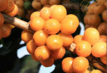 Caffè del Cerrado - Brasile