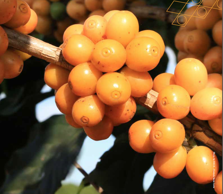 Caffè del Cerrado - Brasile