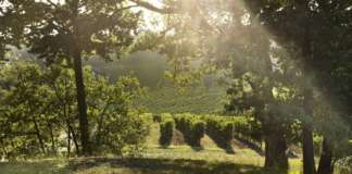 Ruffino-sostenibilita - foto