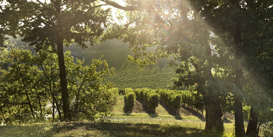 Ruffino-sostenibilita - foto