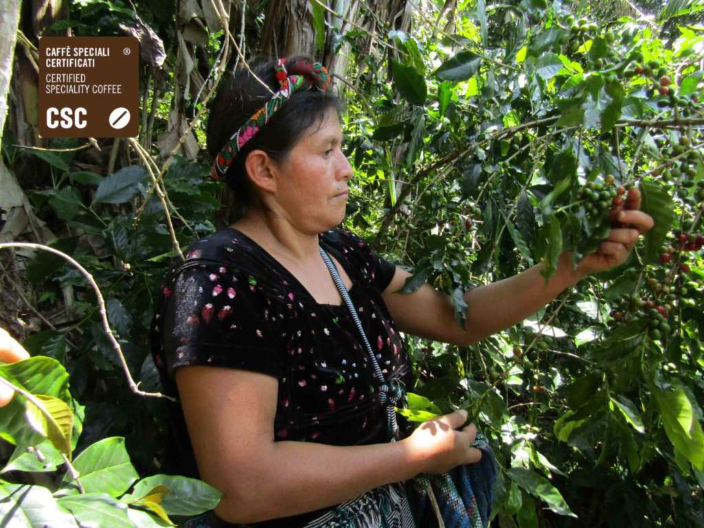 Raccolta manuale - picking