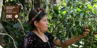 Raccolta manuale - picking