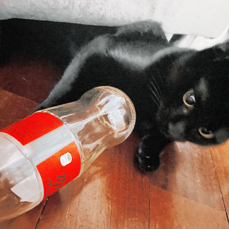 Coca-Cola_Pinguini Tattici Nucleari