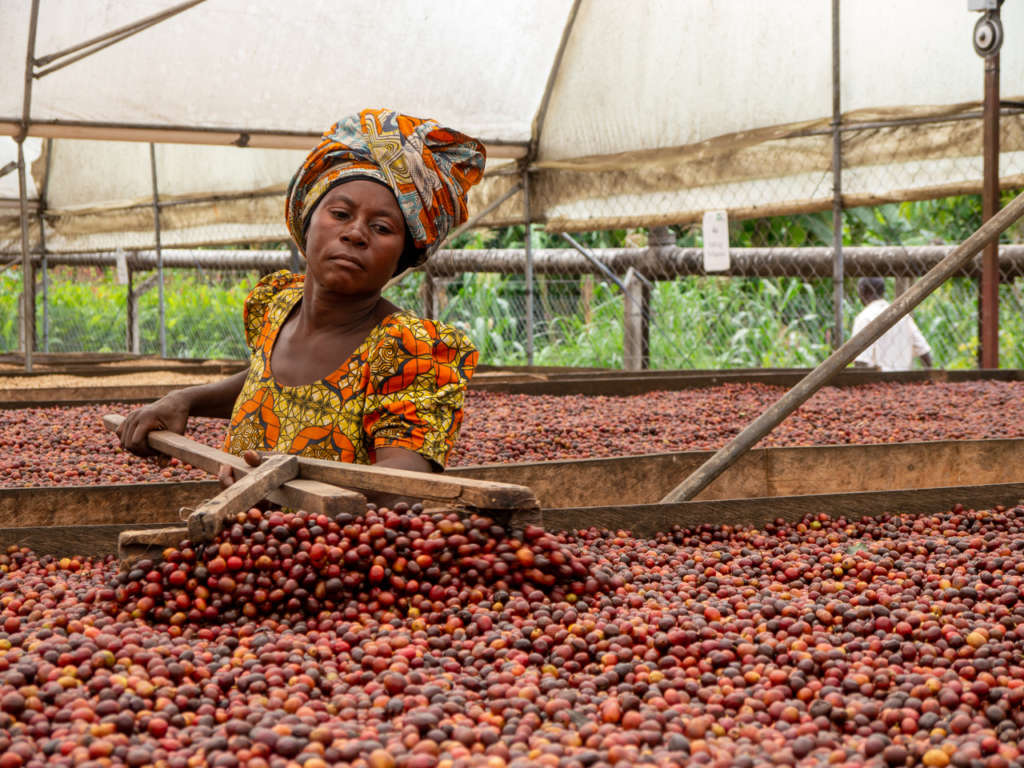 Nuovo programma Volcafe RS