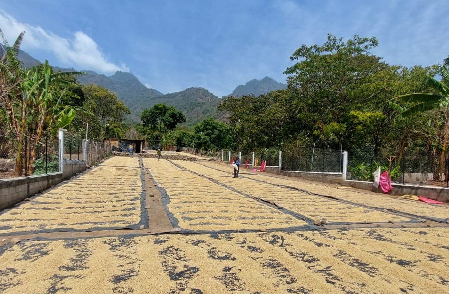 Caffè al sole ad asciugare