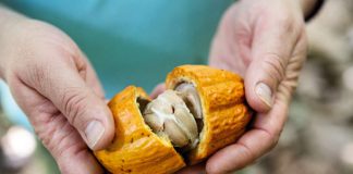 cabosse di cacao Senorita