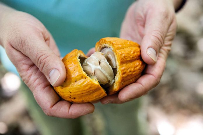 cabosse di cacao Senorita