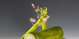 Coppa del mondo di Gelateria repertorio