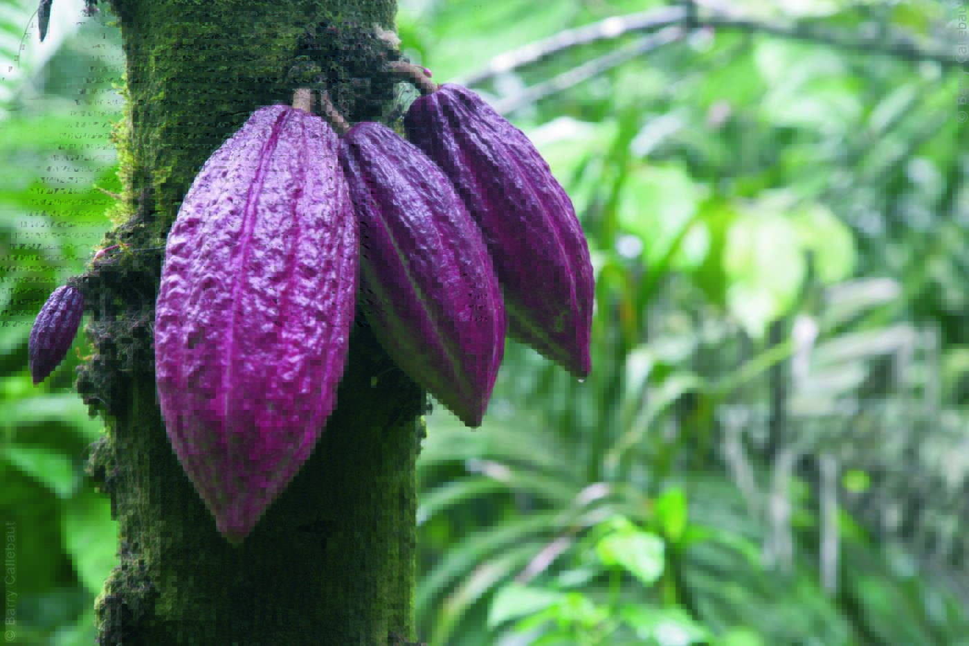 cacao