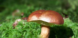 fungo porcino
