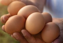 Dr. Schär accelera sul welfare animale e sceglie solo uova da allevamenti a terra Dr. Schär