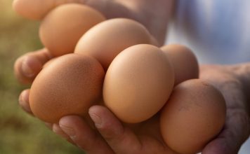 Dr. Schär accelera sul welfare animale e sceglie solo uova da allevamenti a terra Dr. Schär