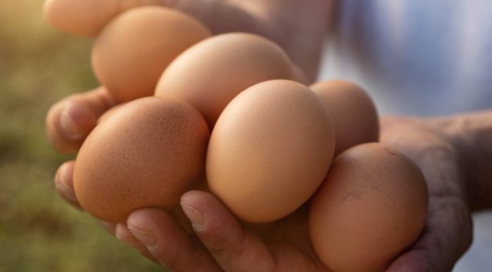 Dr. Schär accelera sul welfare animale e sceglie solo uova da allevamenti a terra Dr. Schär