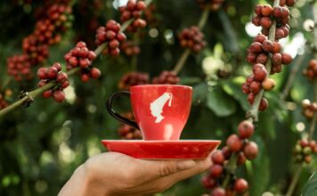 Julius Meinl taglia il traguardo del 100% di caffè selezionato responsabilmente Julius Meinl