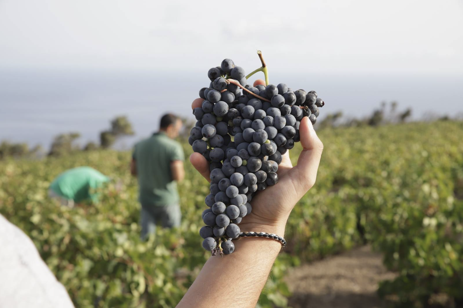 Partesa: cinque nuove cantine in portfolio per parlare di territorio