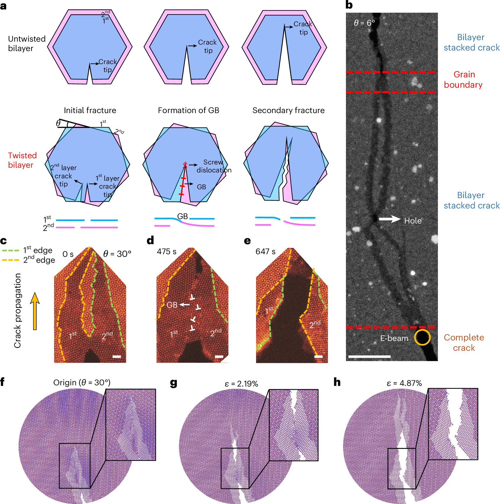 Aumentare la forza e la tenacità dei materiali 2D