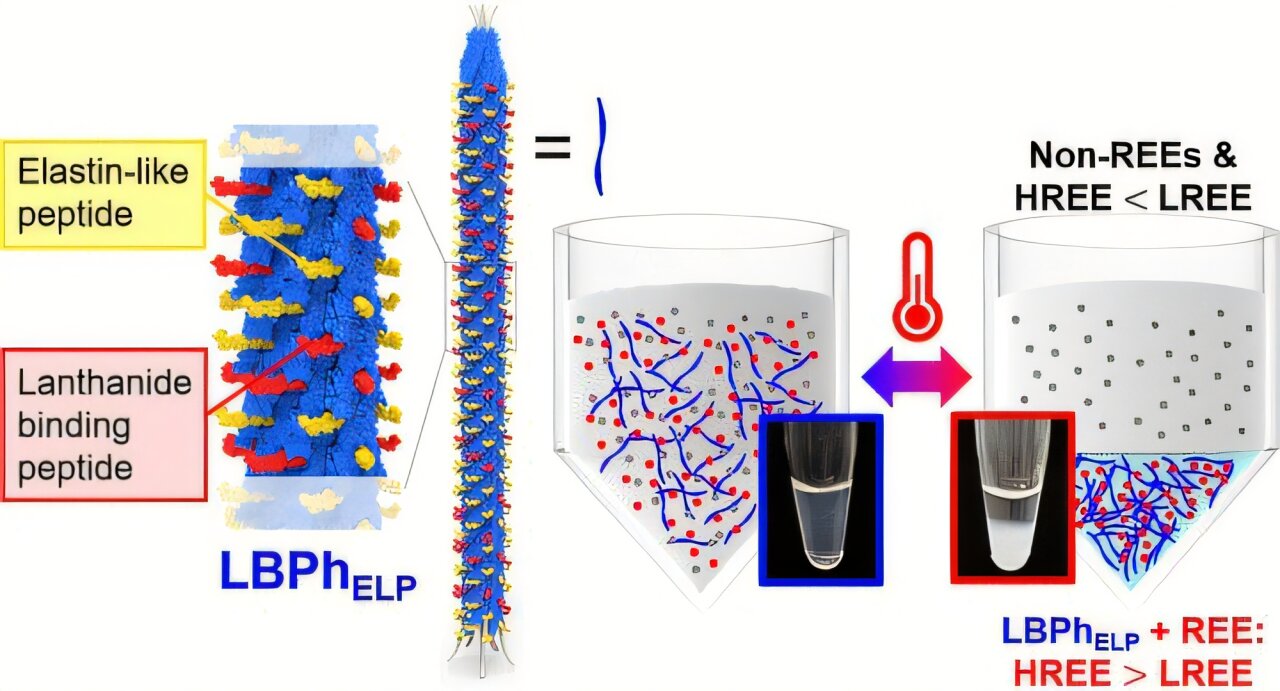 Un virus geneticamente modificato estrae le terre rare dall’acqua