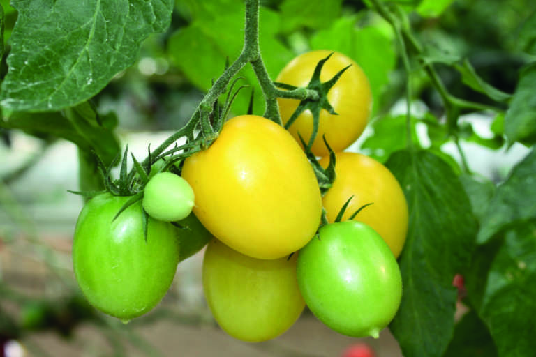 forme verdure