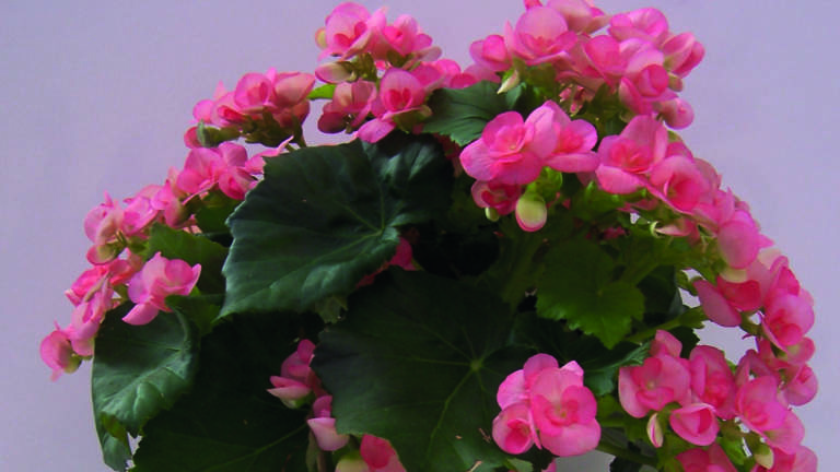 begonia
