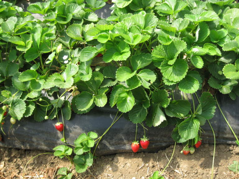 botrite fragola