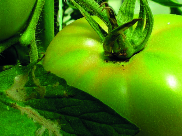 tuta absoluta