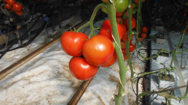 pomodoro