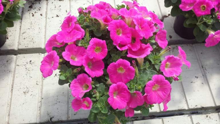 petunia