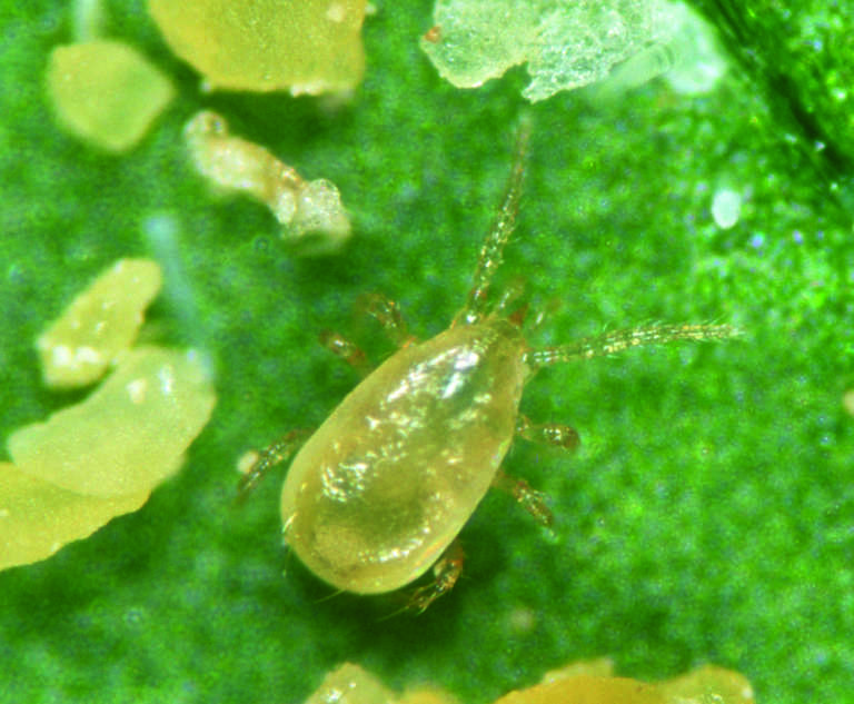 Amblyseius