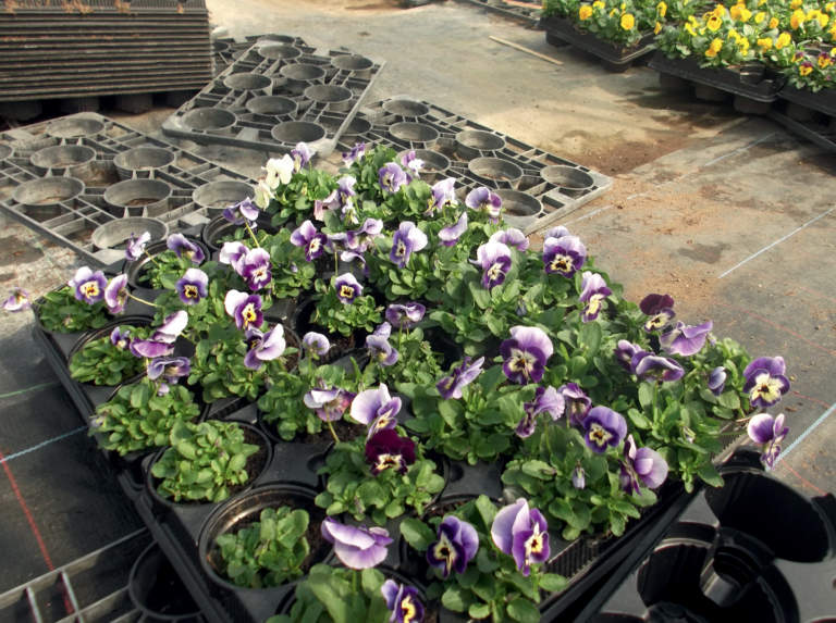 viola