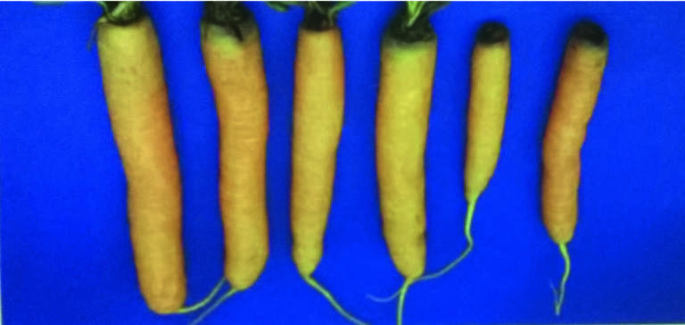 nematodi