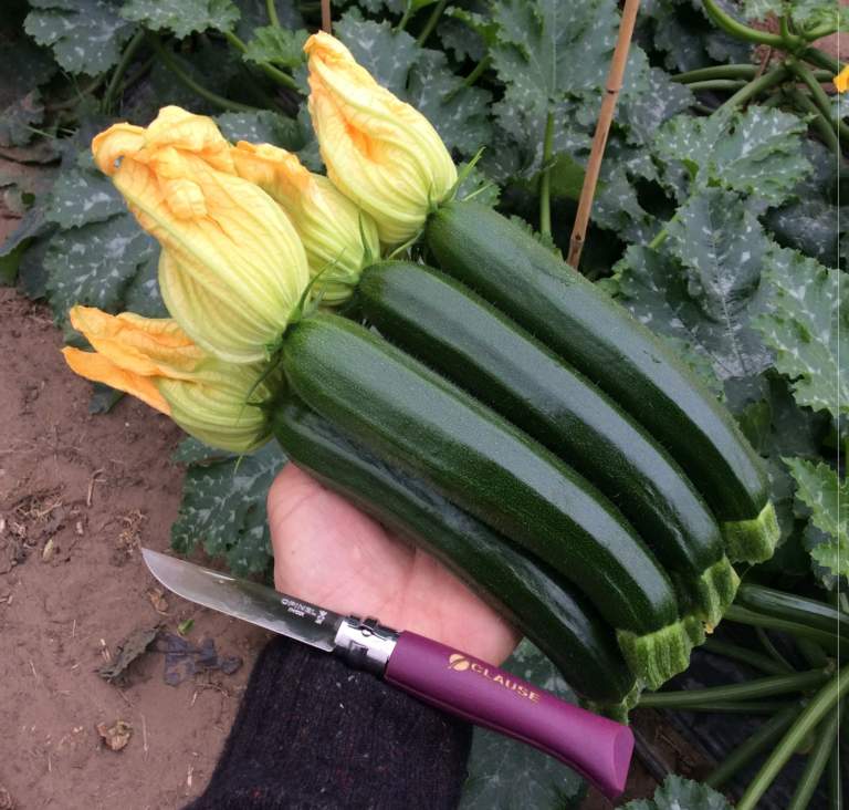 zucchino