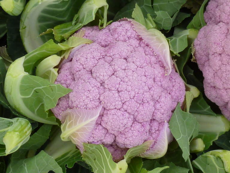brassicacee