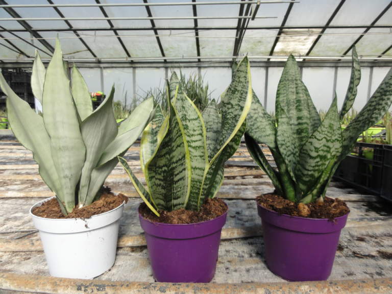 sanseveria