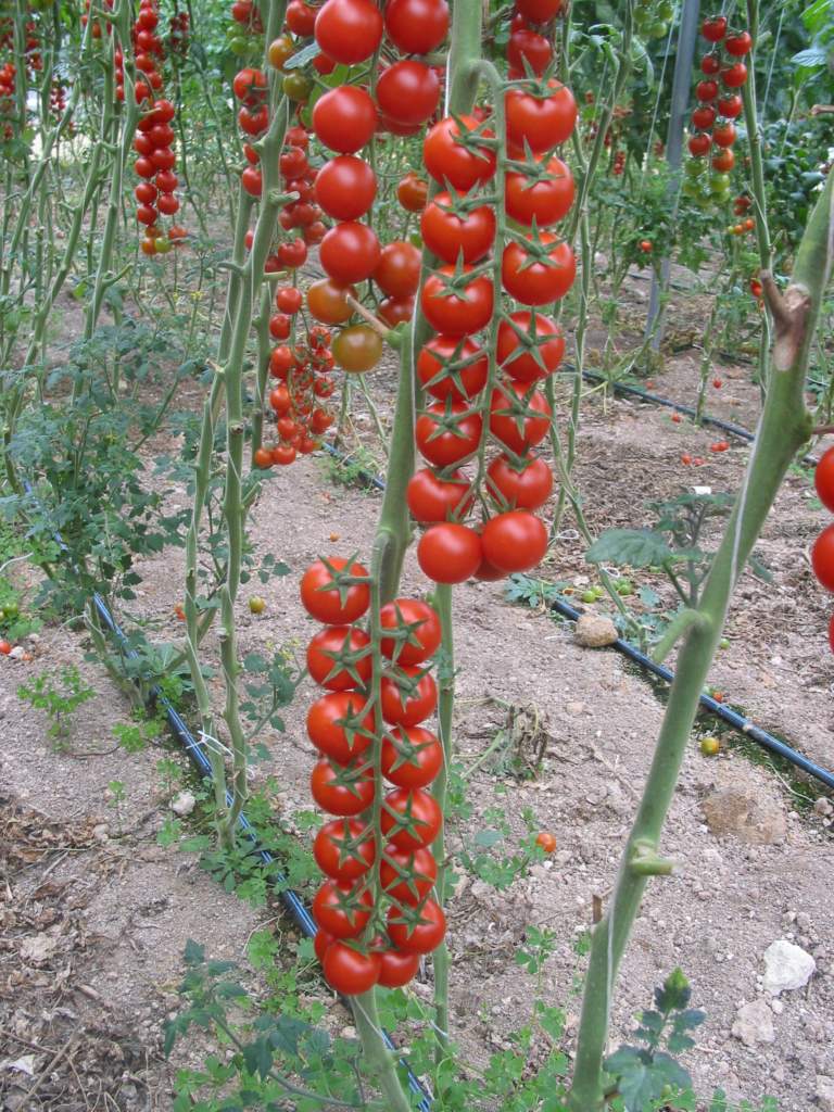 pomodoro