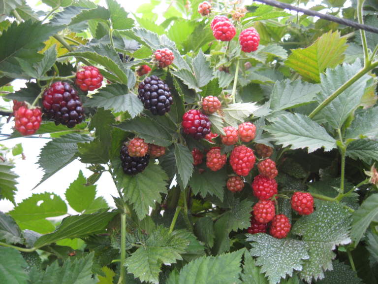 frutti
