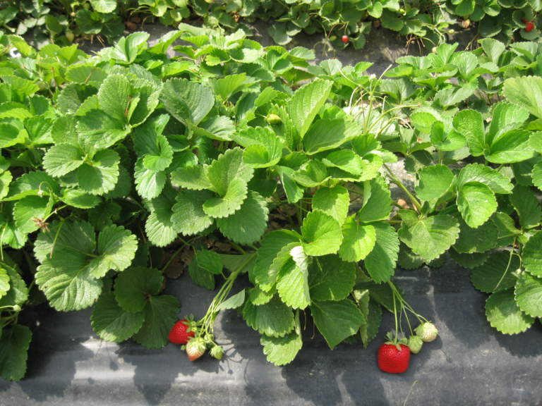 agrofarmaci