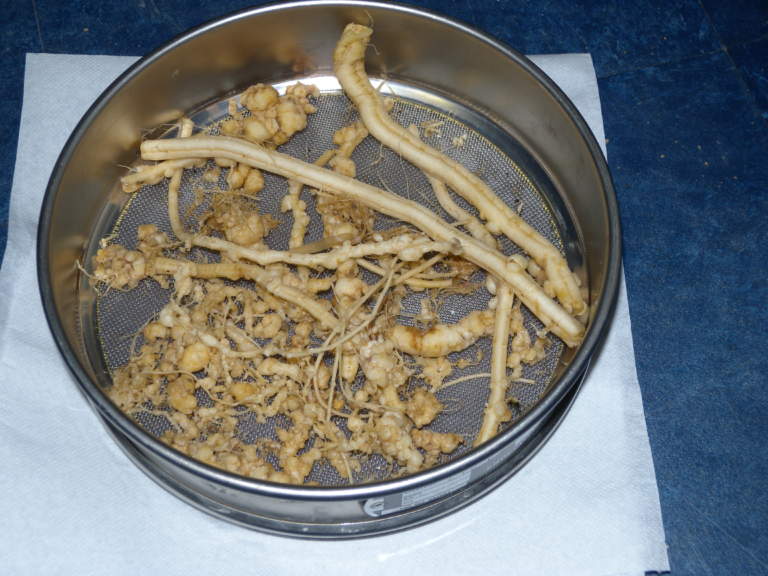 anguria