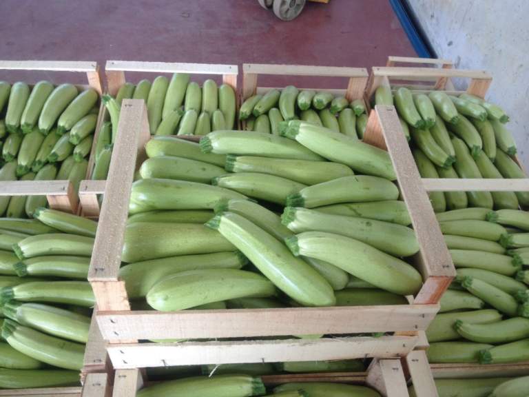 zucchino