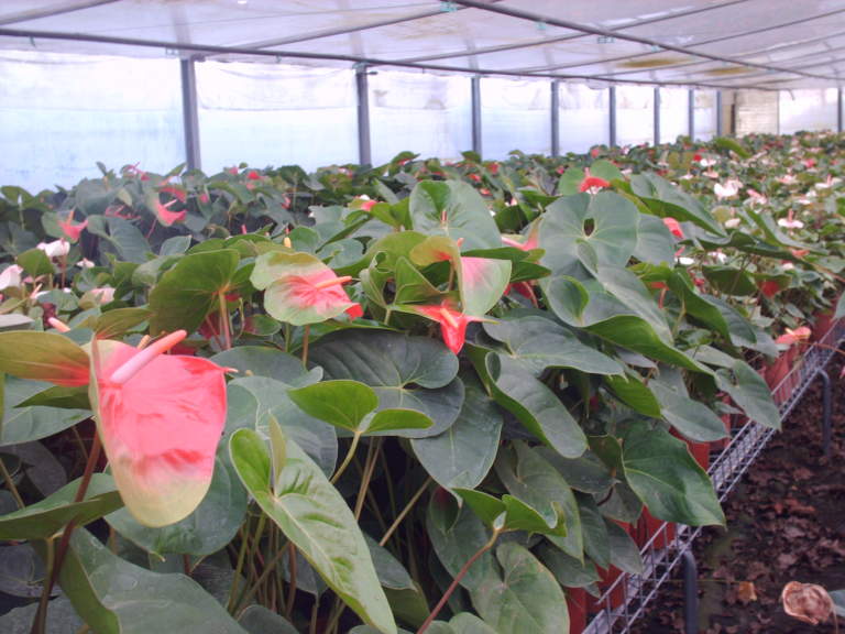 anthurium