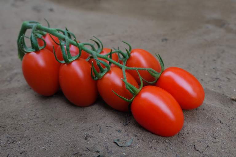 pomodoro