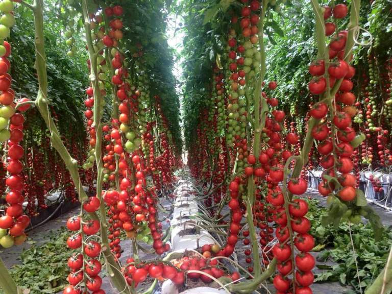 pomodoro