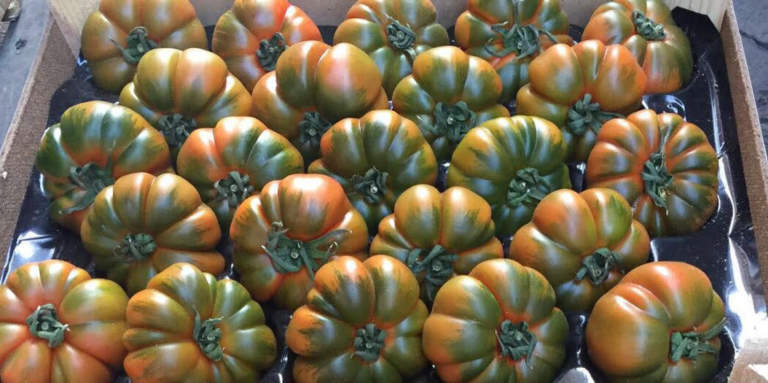 pomodoro