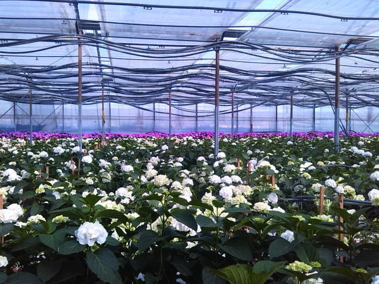 mercato, floricolo, gerbere, orternsia, reciso