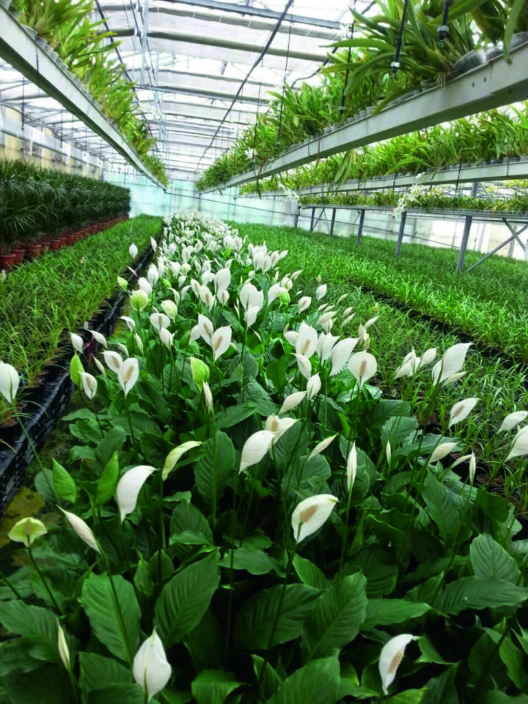 spatiphyllum in serra