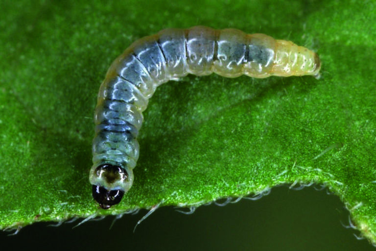 difesa