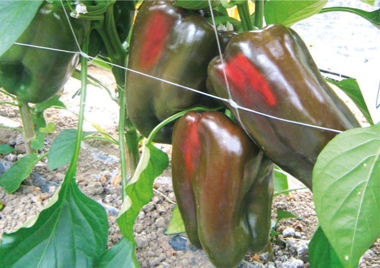 peperone