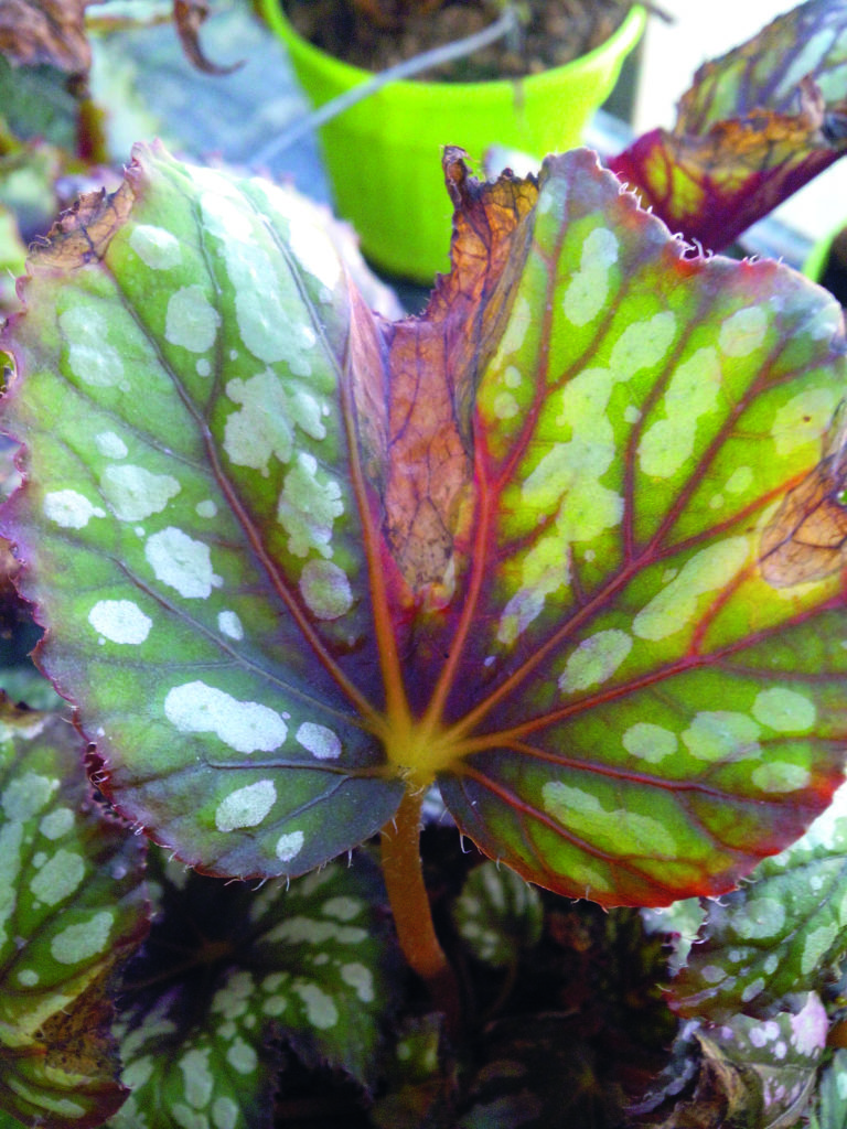 begonia