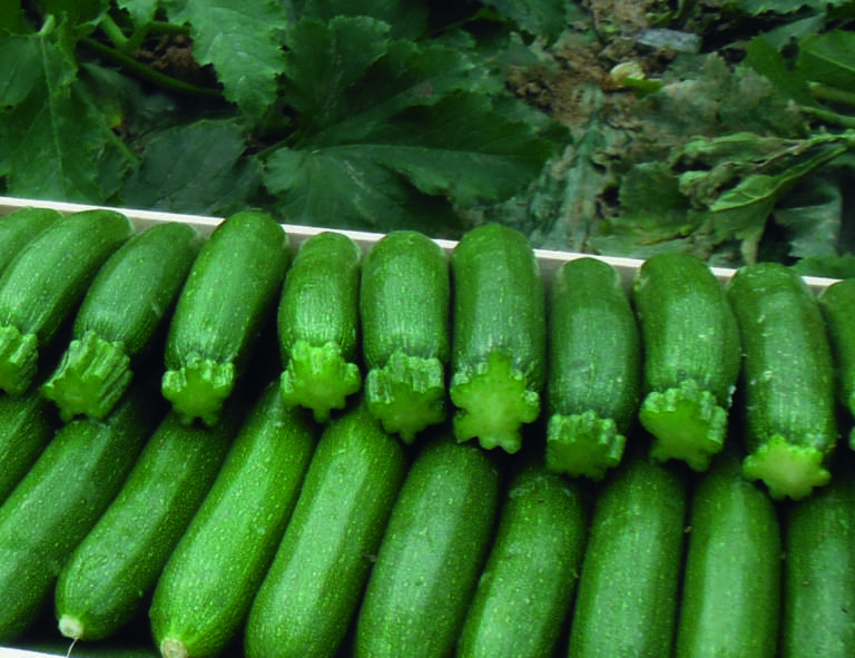 zucchino